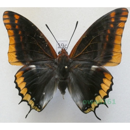 Charaxes jasius (Linnaeus, 1767) male Croatia 63mm19c